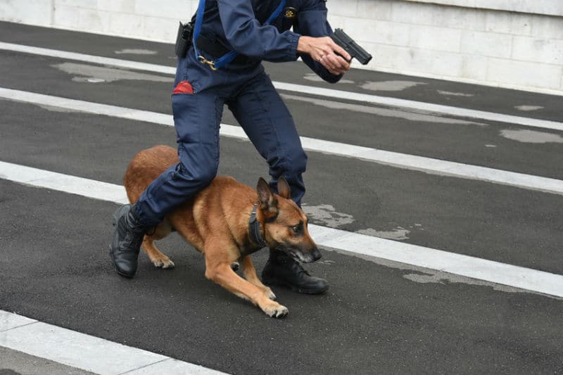 Policier maître-chien